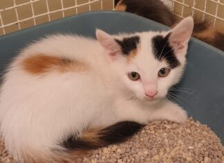 Enpa Lugo: Un weekend per dire basta al fenomeno dell’abbandono