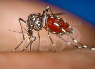 Asl Romagna: caso Dengue a Cervia