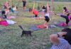 Ritorna la serata di Pilates Felino all’infermeria felina di Bizzuno