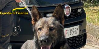 Sequestrata droga grazie alle unità cinofile della Guardia di Finanza
