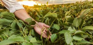 Nuova assunzione al Comune di Ravenna, si cerca un agronomo