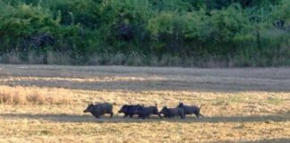 Coldiretti: Blitz contro i cinghiali. Parteciperanno centinaia di agricoltori da tutto il Ravennate