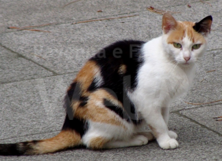 Una raccolta cibo per aiutare gli animali alluvionati e ancora senza una casa