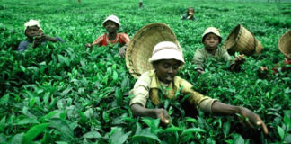 Lavoro minorile: Coldiretti, 7 su 10 sfruttati per produrre cibo