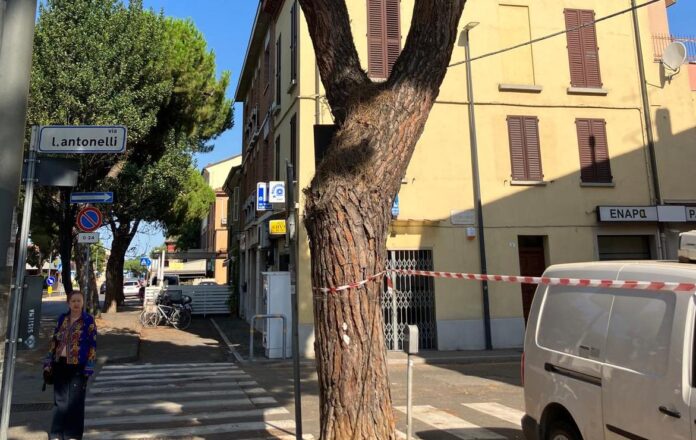 2024_07_21_via MaggioreRA_albero forse da abbattere