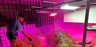 Coltivava marijuana in serra nel suo appartamento in centro: arrestato pusher