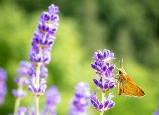 Luglio al Giardino delle Erbe di Casola Valsenio: il mese della biodiversità