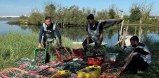 GDF Ravenna:sequestrate circa 2 tonnellate di vongole e 6 imbarcazioni. Denunciate 5 persone all’autorità giudiziaria