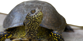 “Big Jump… Tarta”: le tartarughe palustri tornano alla natura a Volta Scirocco