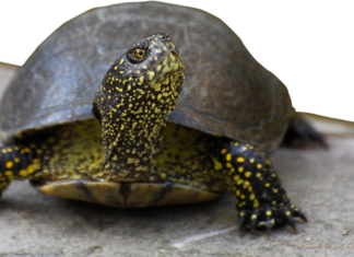 “Big Jump… Tarta”: le tartarughe palustri tornano alla natura a Volta Scirocco
