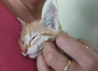 Enpa Lugo: Mercoledì 24 luglio ritorna la Serata delle Coccole