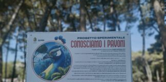 Il progetto “I pavoni di Punta Marina, un progetto di civiltà” prende forma!