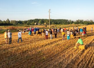 Cotignola: Raccolta delle balle di paglia per costruire l’Arena