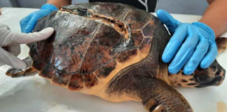 Tartaruga col guscio ricostruito in 3D pronta a tornare in mare