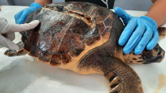 Schermata 2024-07-23 alle 14.56.54