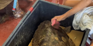 Il mare e il suo ambiente naturale da preservare, sono il tema del quarto episodio della web serie dedicata a Ravenna