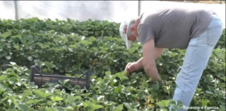 Operazione “Vigilanza Agricoltura” nelle campagne Sospesa l’attività di un’azienda per impiego di manodopera in nero