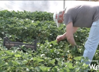 Ue: Cia, vergognoso attacco all’agricoltura. Così Pac disintegrata