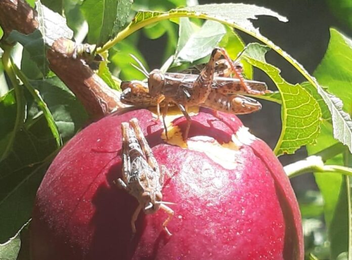 cavalettte frutta cia