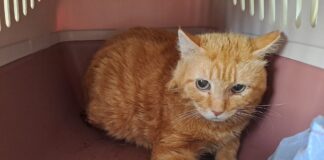 Enpa Ravenna: “Un’estate difficile”