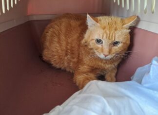 Enpa Ravenna: “Un’estate difficile”