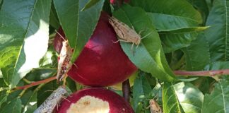 Coldiretti Ravenna: “Invasione massiccia di locuste nelle prime colline faentine”