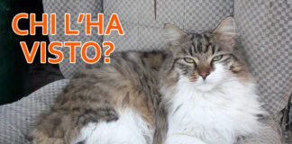 Lettera aperta di Cristina “a te che hai preso il mio gatto”