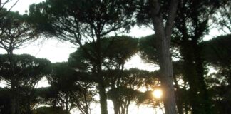 Lido di Classe, Festival Naturae: domani camminata consapevole e osservazione delle stelle