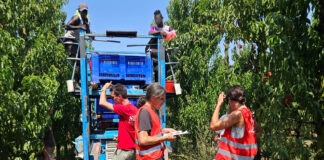 Flai Cgil: “Nelle campagne della provincia ravennate irregolarità contrattuali e mancato rispetto delle norme sulla salute e sicurezza”