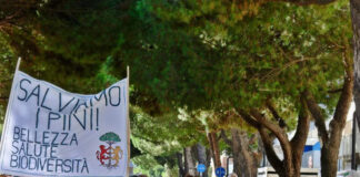 Lido di Savio: manifestazione a Pasqua per gli alberi di viale Romagna. Martedì nuovi abbattimenti
