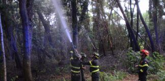 Incendio nella Pineta di Marina di Ravenna. Subito domato dai Vigili del Fuoco