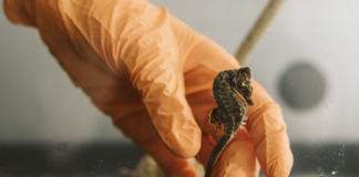 Decimo anniversario del CESTHA di Marina di Ravenna