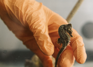 Decimo anniversario del CESTHA di Marina di Ravenna