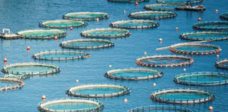 Mercato dei pescatori di Cervia: l’Emilia Romagna presenta il progetto “Marinerie da preservare”