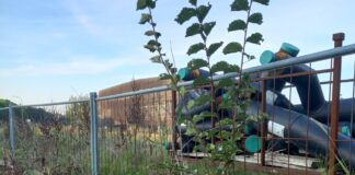 Spadoni (LpRa): “Palazzo degli uffici comunali circondato da una selva lasciata in abbandono”