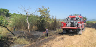 A fuoco un’area boschiva vicino alla Pineta di Classe