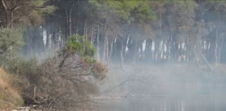 Incendio nella pineta fra Porto Fuori e Lido Adriano