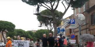 Ravenna in Comune: c’era una volta un sindaco che odiava i pini