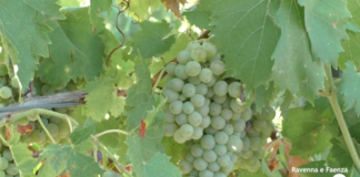 Vendemmia pronta a partire ma manca la manodopera. E l’ordinanza sulle ore calde non aiuta