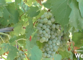 Previsioni positive per la vendemmia 2025. Ma si accentua il problema della forza-lavoro