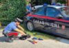 Antisciacallaggio: Controllo Straordinario dei Carabinieri. Tre persone denunciate tra cui una donna e 2 veicoli sequestrati.