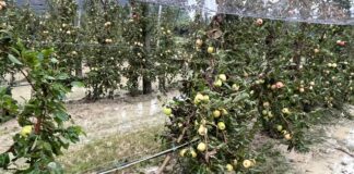 Legacoop Romagna: ammontano a oltre 30 milioni di euro i danni provocati dalle alluvioni 2023 e 2024 alle CAB associate