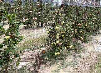 Legacoop Romagna: ammontano a oltre 30 milioni di euro i danni provocati dalle alluvioni 2023 e 2024 alle CAB associate