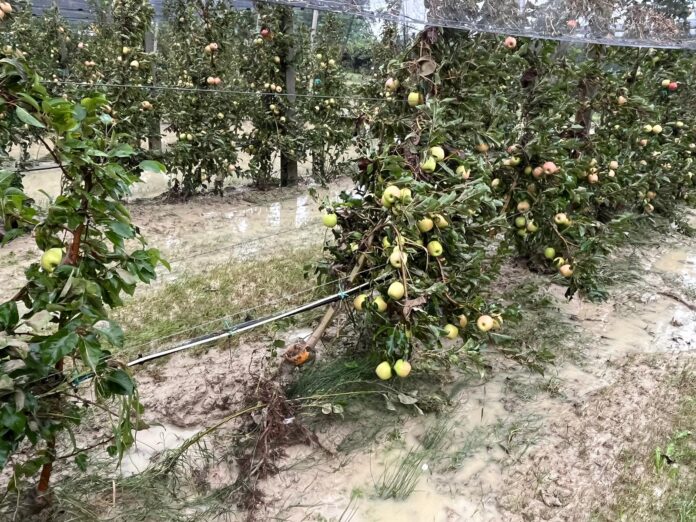 Esondazione frutteti (2)