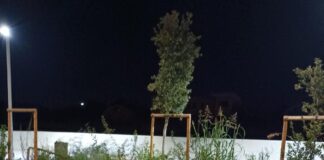 Ancisi (LpRa): “Passeggiata lungo il Candiano infestata da incuria e degrado”