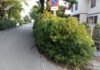Esposito (FdI): “Assenza di manutenzione del verde in via Medardo Padovani”