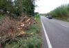 Ancisi (LpRa): Abbattuta una lunga fila di alberi nel tratto urbano di via Ravegnana lato campagna