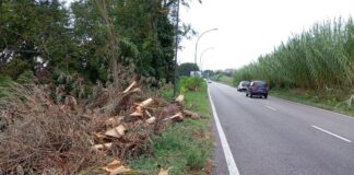 Ancisi (LpRa): Abbattuta una lunga fila di alberi nel tratto urbano di via Ravegnana lato campagna