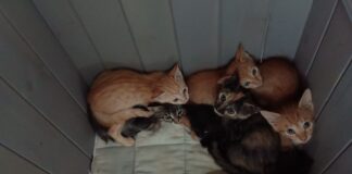 Enpa Lugo: “14 cuccioli abbandonati in pochi giorni nell’Unione dei Comuni della Bassa Romagna”