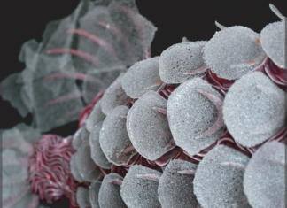 Sabato open studio di Silvia Piani